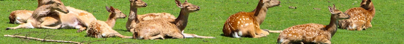 'Geschäftsstelle' Vereinigung der Jäger des Saarlandes